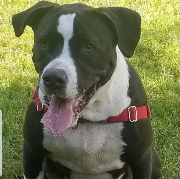 Meet your Posher, A girl and her dog - Picture 3 of 5